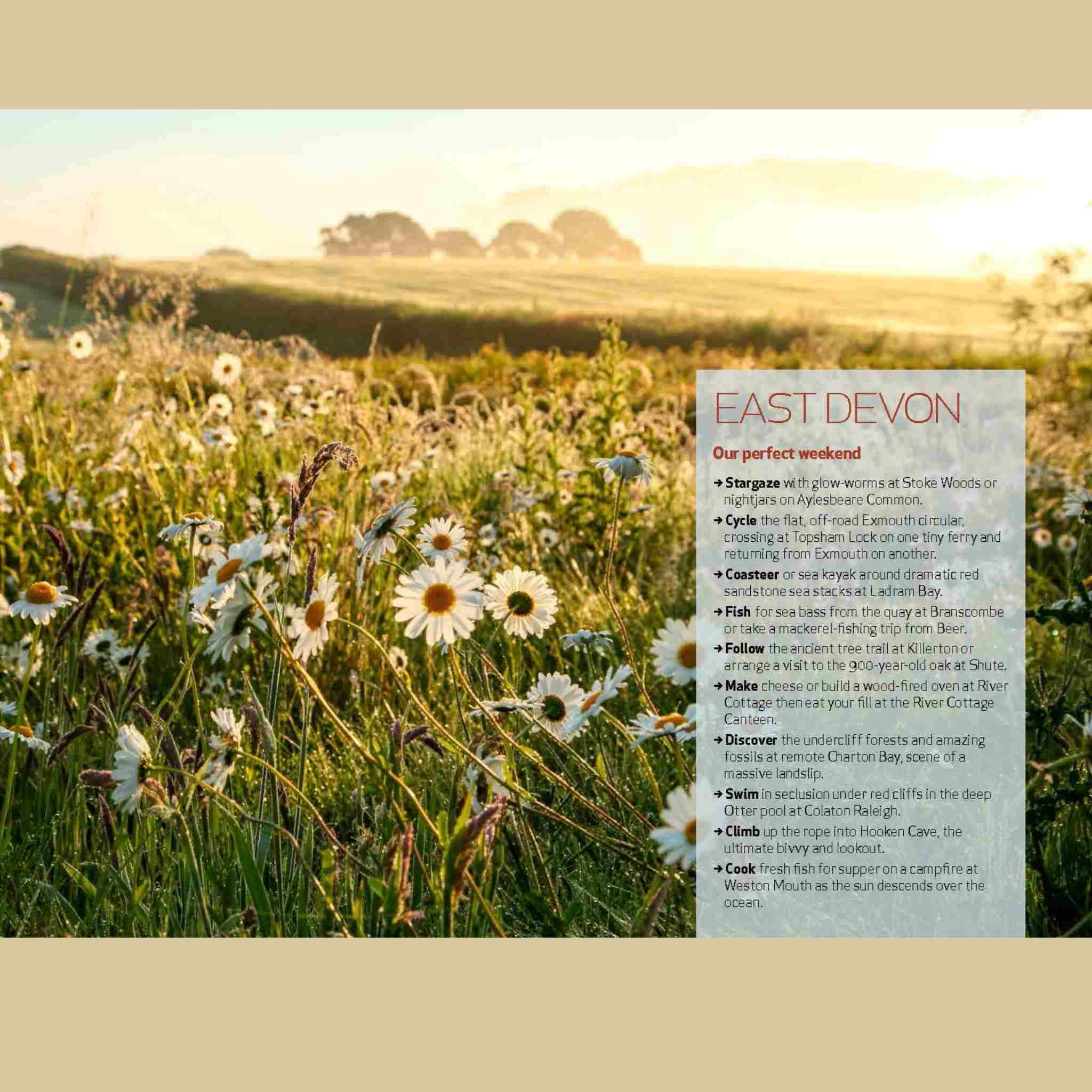 Field of flowers with a text overlay about East Devon