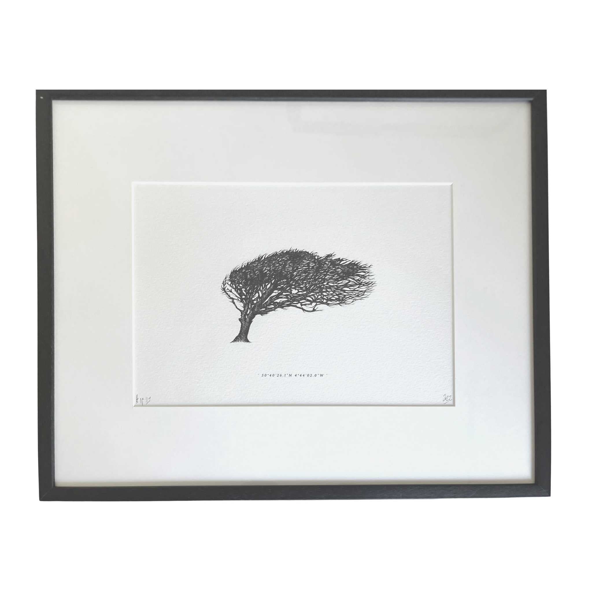 Wind Pruned Tree (Bossiney Cove), Framed Print