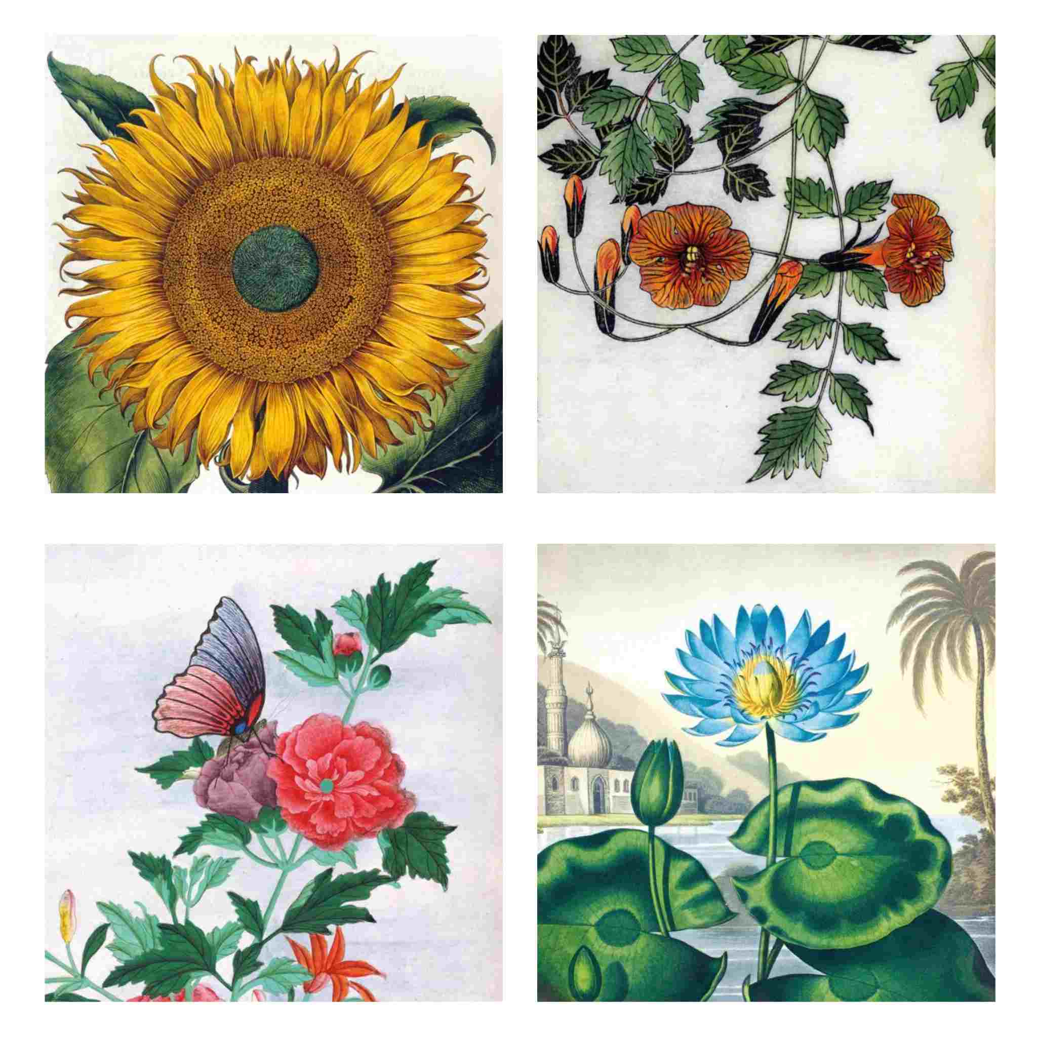 Four botanical illustrations of flowers and a butterfly on a white background.