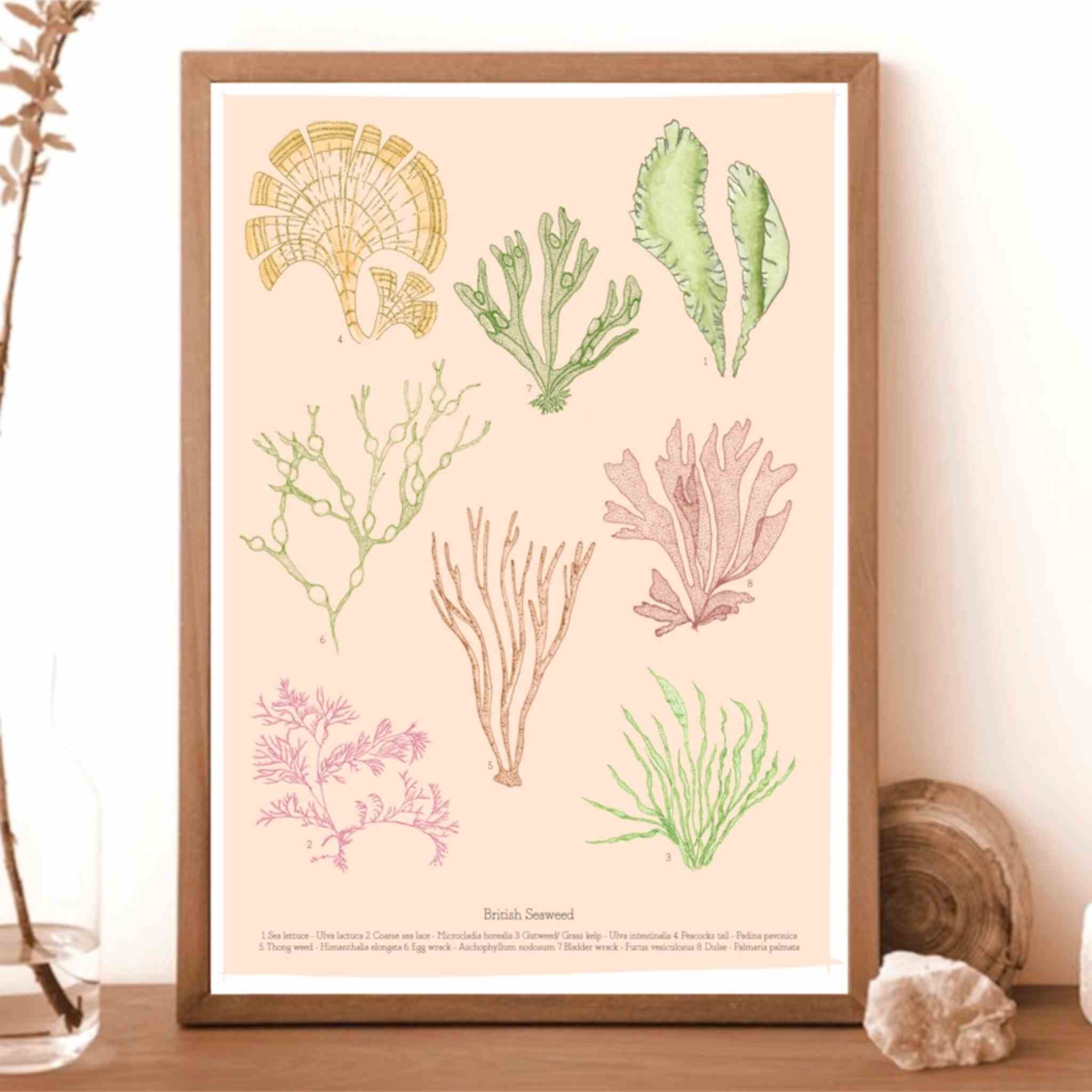 British Seaweed | Unframed A4 Print