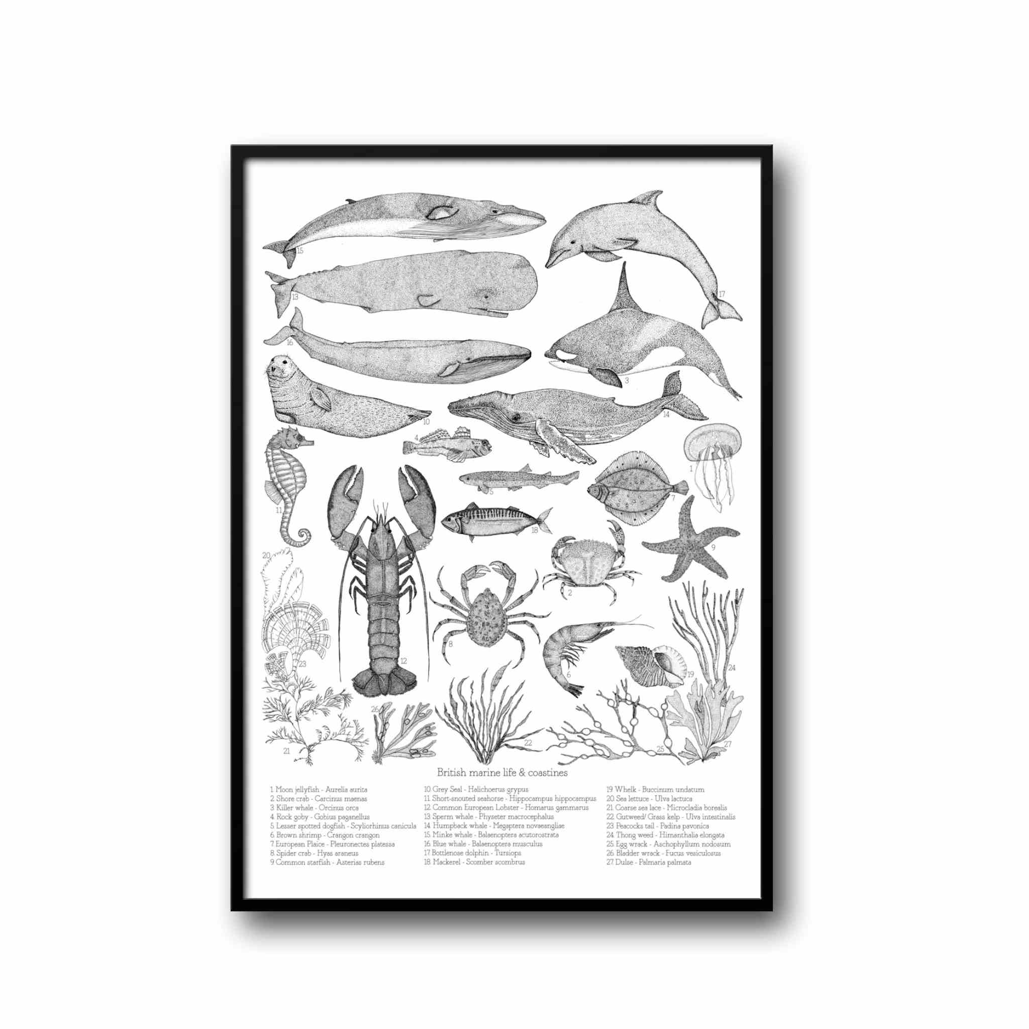 British Marine Life Print