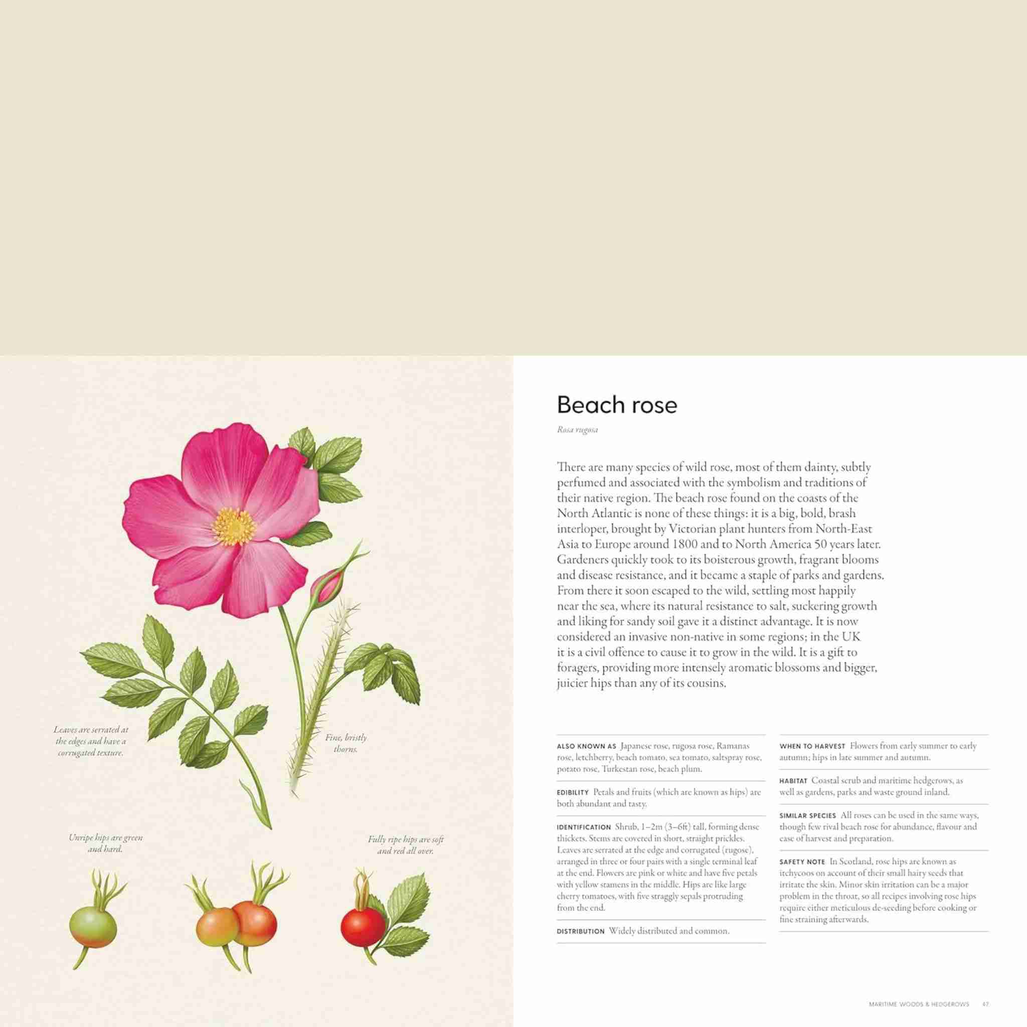 Coastal Forager: Wild Maritime Food
