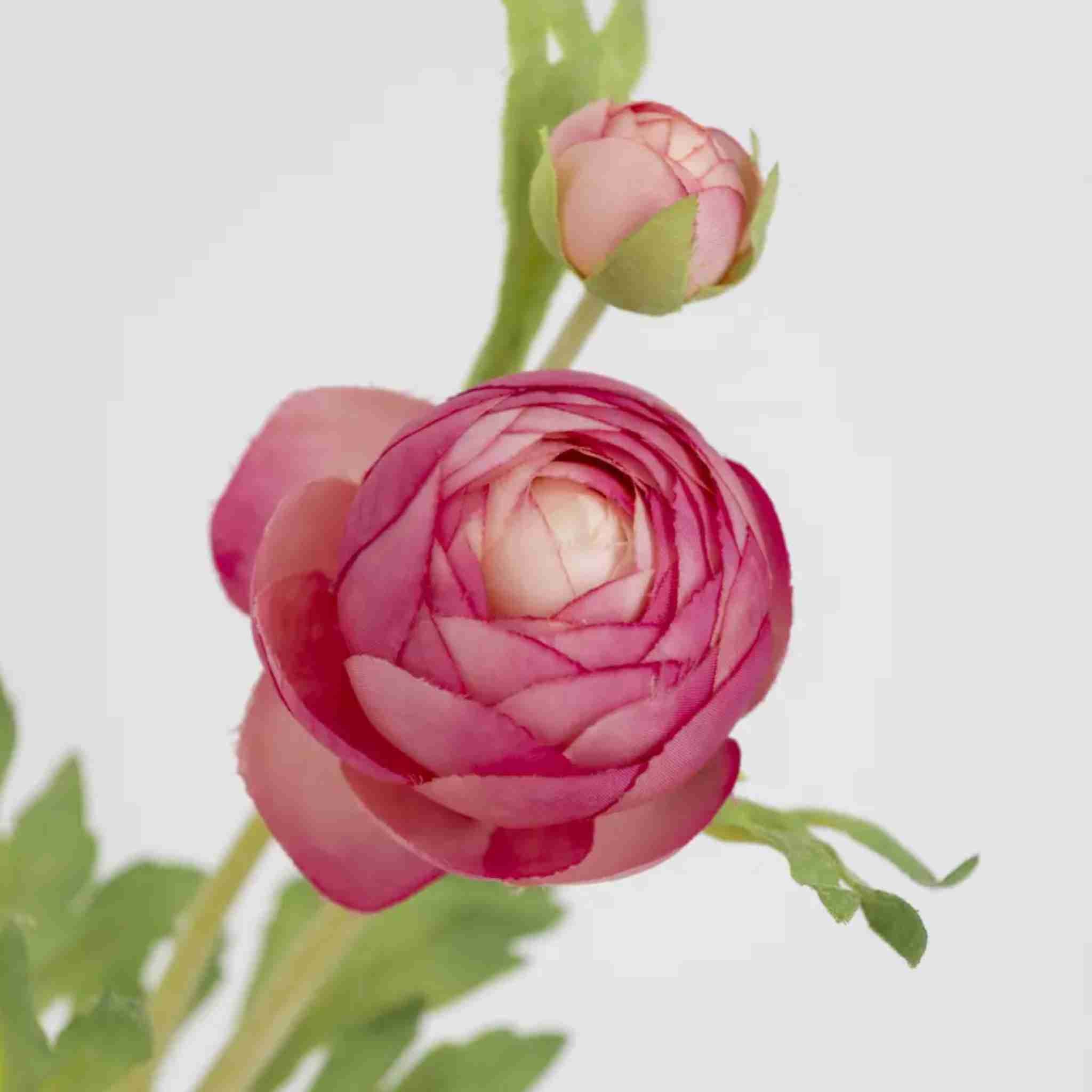 Close-up of a pink flower with a blurred white background