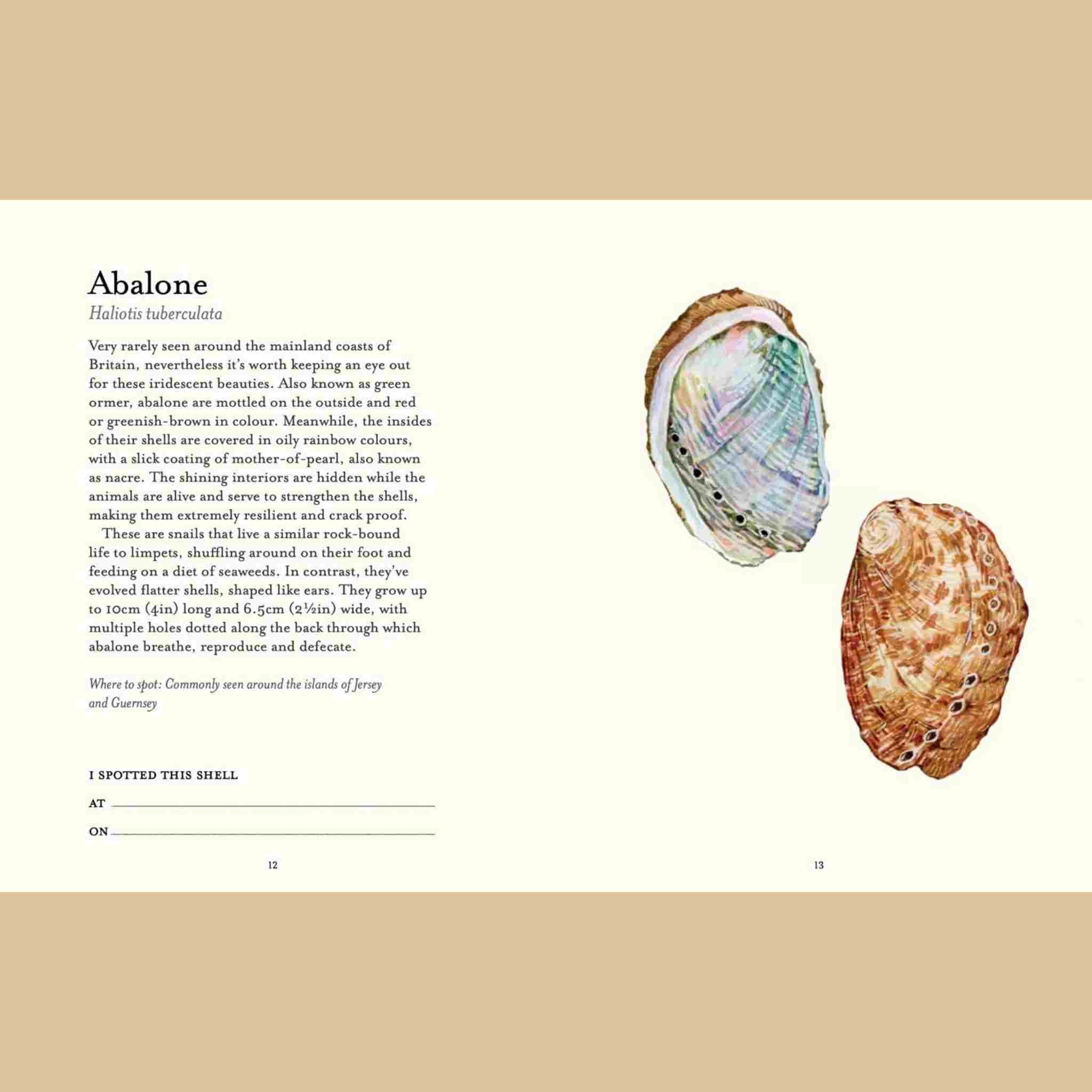 The Shell Spotter’s Guide