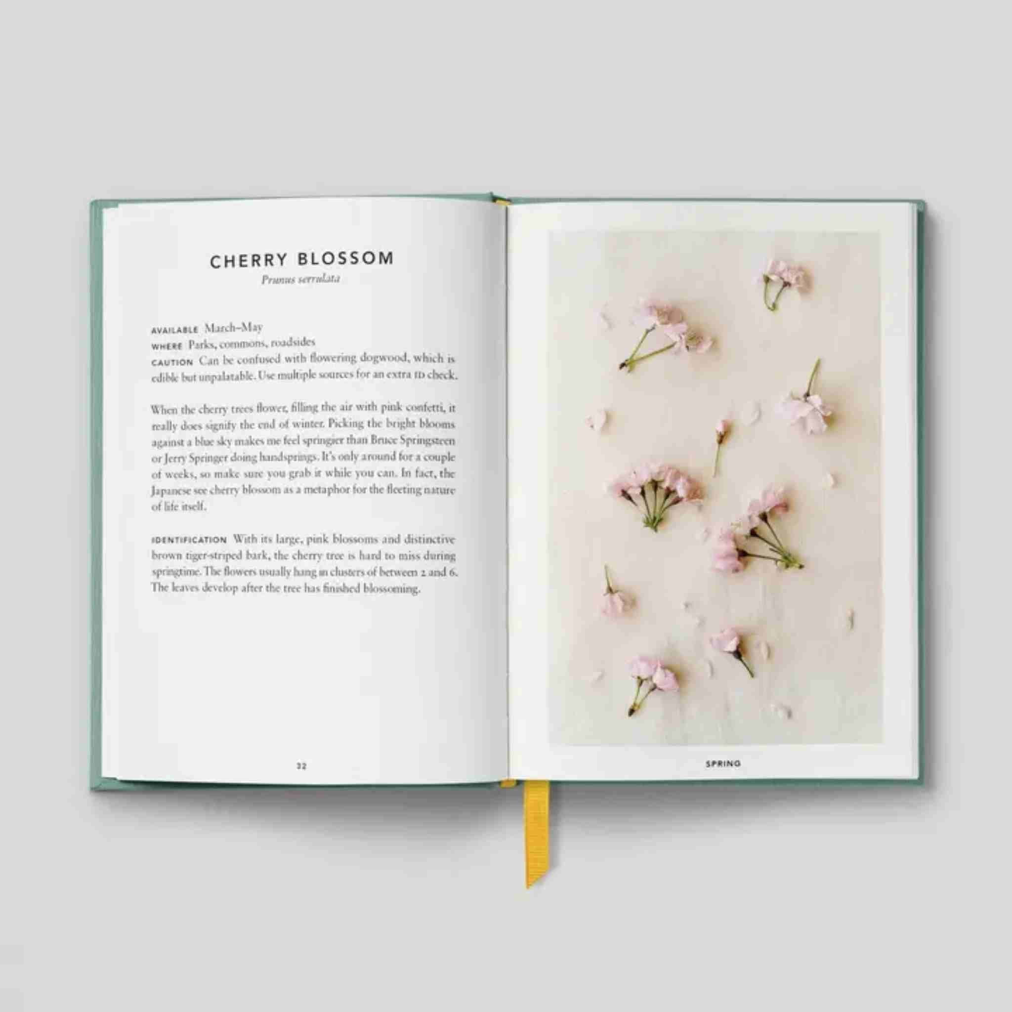 Open book with cherry blossom flowers and text on a light background