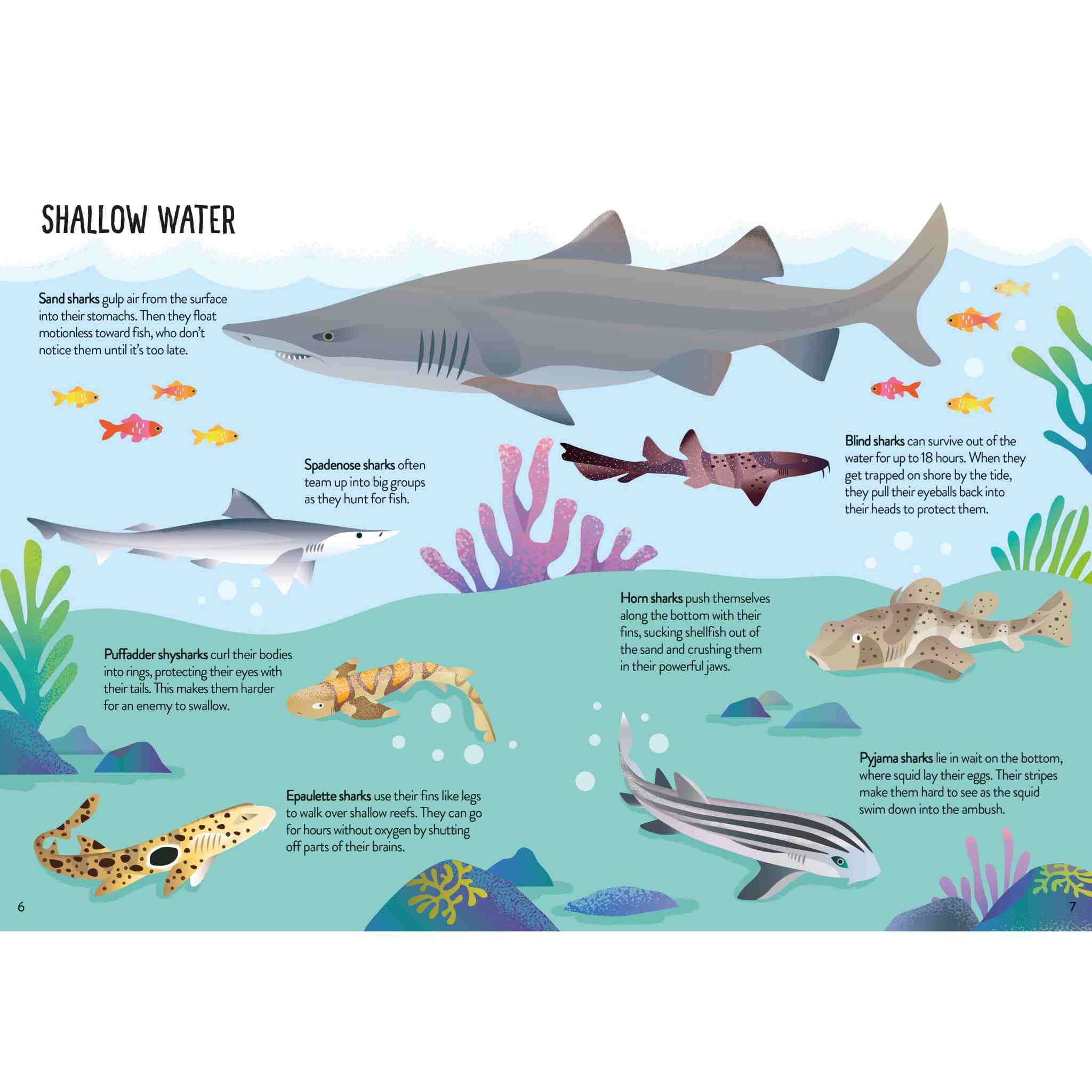 Illustration of various sharks and marine life in shallow water with text labels.