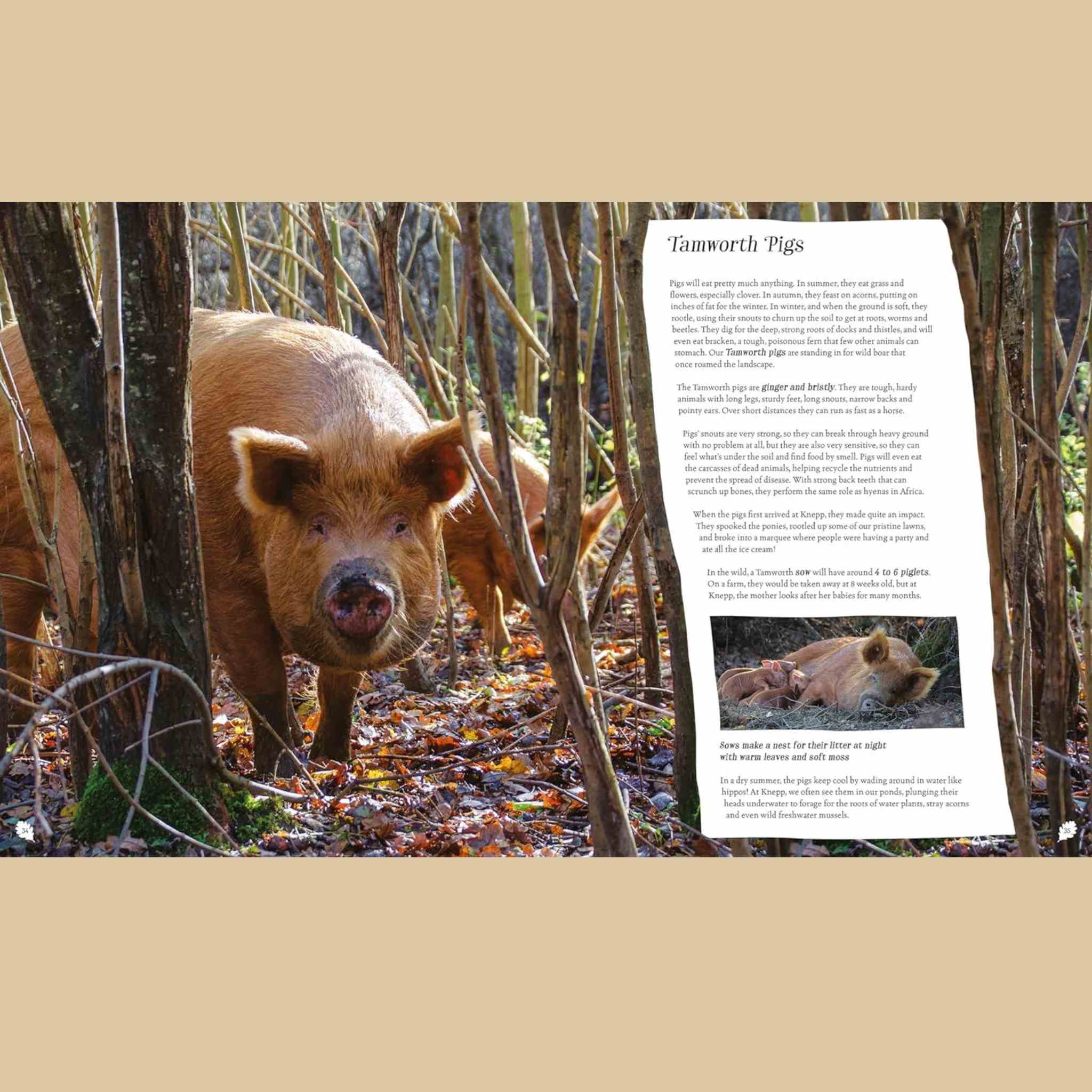Wilding | How to Bring Wildlife Back