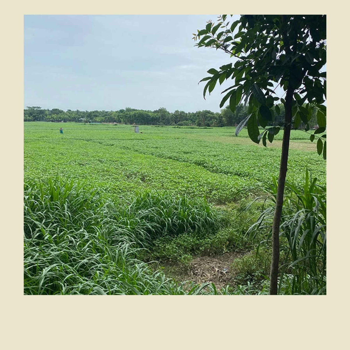 A wide outdoor view of a lush green field with rows of crops, a tree in the foreground, and a pale cloudy sky above. The photo is framed with a beige border.