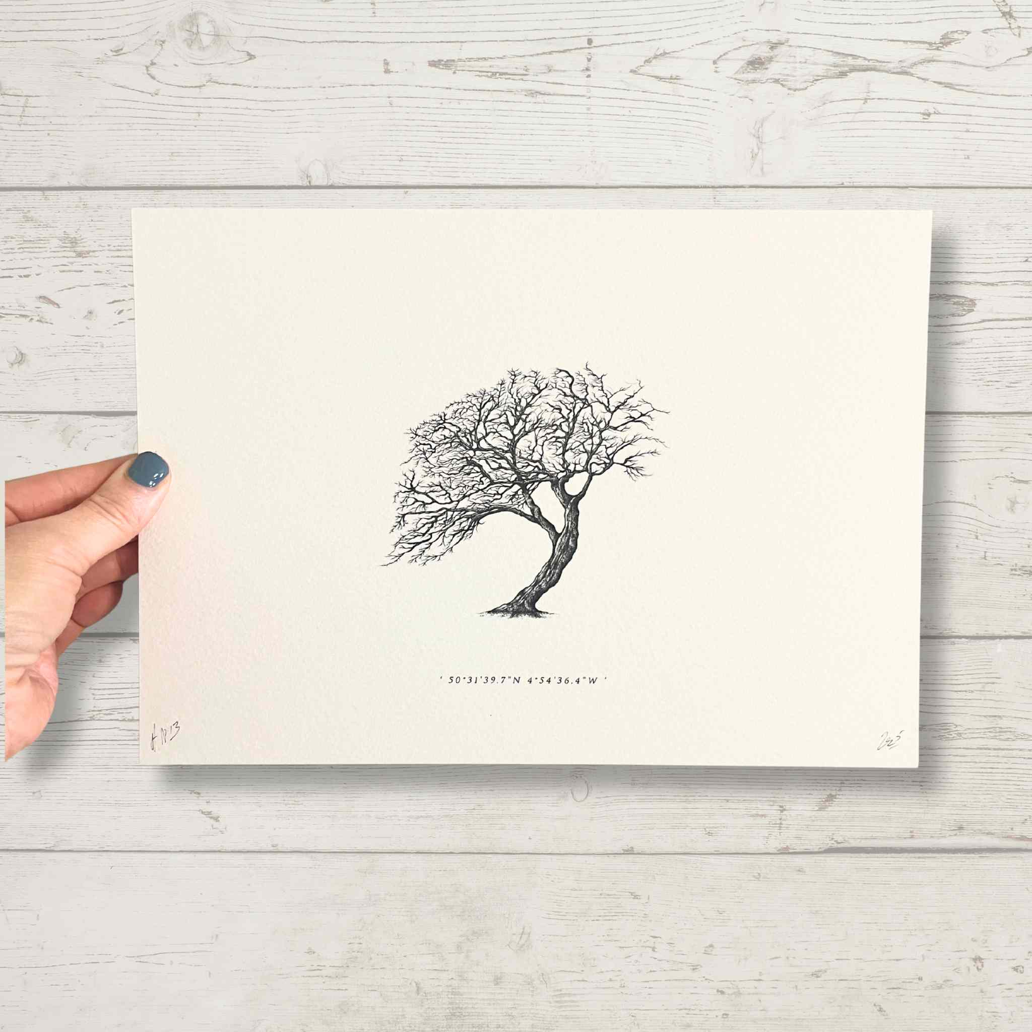 Wind Pruned Tree (Old Town Cove) Print