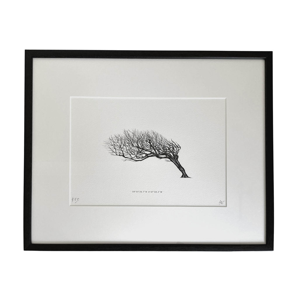 Wind Pruned Tree (Port Gaverne), Framed Print