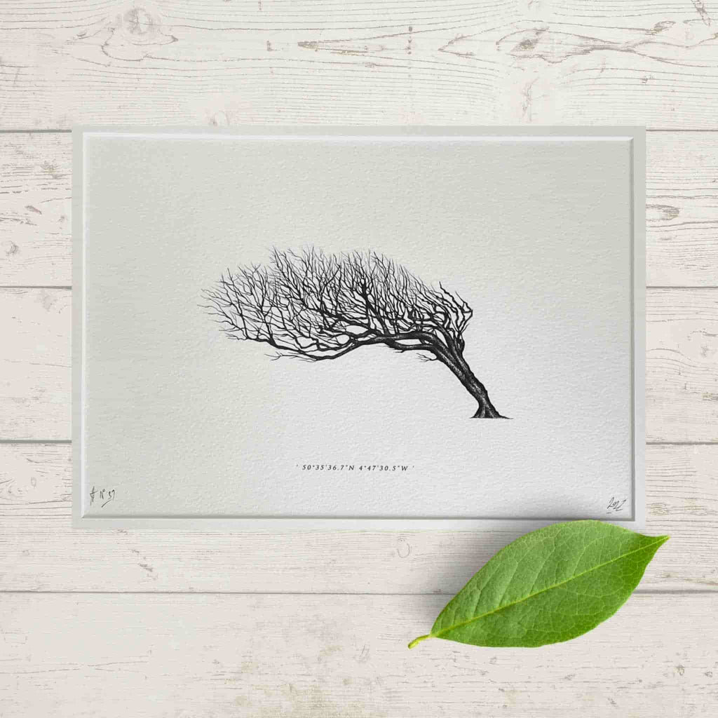 Wind Pruned Tree (Port Gaverne), Framed Print